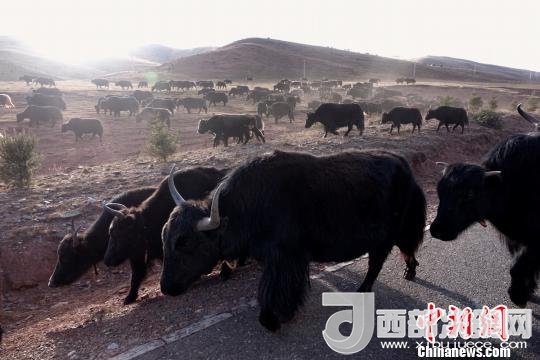 西藏每年存欄約420萬頭牦牛，牦牛產(chǎn)業(yè)發(fā)展是推動(dòng)西藏畜牧業(yè)可持續(xù)發(fā)展和農(nóng)牧民脫貧致富的重要產(chǎn)業(yè)。圖為西藏牦牛?！O翔 攝