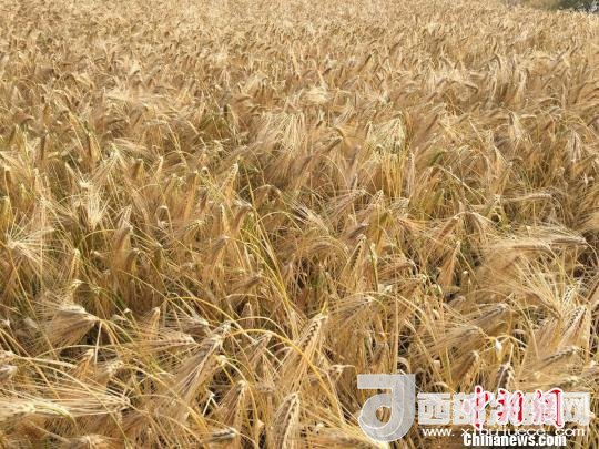 2017年西藏青稞種植面積達(dá)210多萬畝，占糧食播種面積的75%。圖為成熟期的青稞?！⊥跤窳?攝