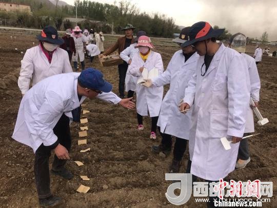 圖為研究員實(shí)地調(diào)研青稞生長土壤?！⊥跤窳?攝