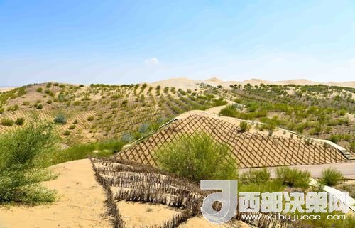 達(dá)拉特旗庫布其沙漠染綠。吳勇攝