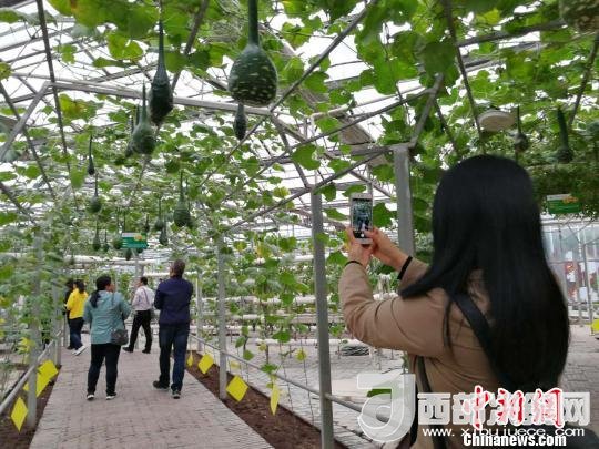 山西省郵政管理局積極推動“一市一品”農(nóng)特產(chǎn)品進城項目。 資料圖 楊杰英 攝