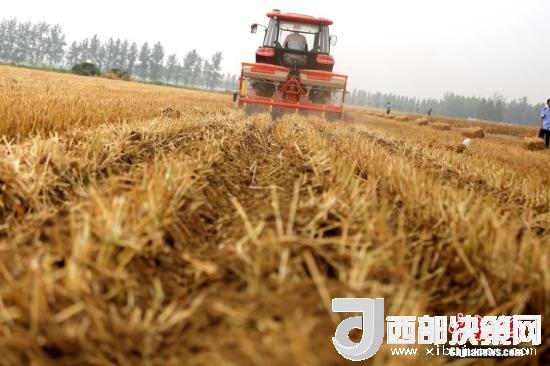 資料圖：收割機進行機械化收割。<a target='_blank'  data-cke-saved- >中新社</a>記者 王中舉 攝