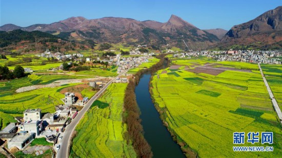 #(環(huán)境)(2)云南羅平:油菜花開春意濃