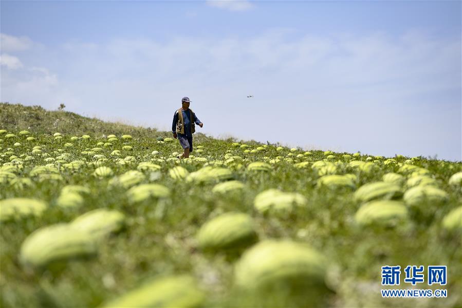 （壯麗70年·奮斗新時(shí)代——共和國(guó)發(fā)展成就巡禮·圖文互動(dòng)）（4）生態(tài)美、百姓富——品讀嶄新“寧夏畫(huà)卷”