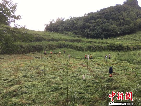 貴州同威生物科技有限公司天麻種植基地?！≈軏?攝