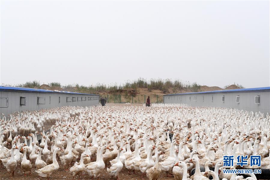 (決戰(zhàn)決勝脫貧攻堅(jiān)·聚焦三區(qū)三州·圖文互動(dòng))(2)號(hào)角聲里看于田——來(lái)自庫(kù)爾班大叔故鄉(xiāng)的脫貧報(bào)告