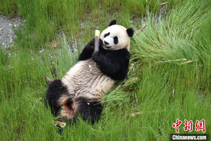 九寨溝熊貓園里的大熊貓?！【耪瘻峡h委宣傳部提供 攝