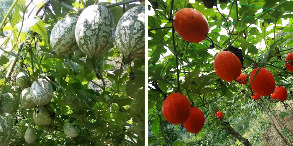 左為處于生長期的吊瓜，右為成熟的吊瓜（圖源西鄉(xiāng)縣宣傳部）
