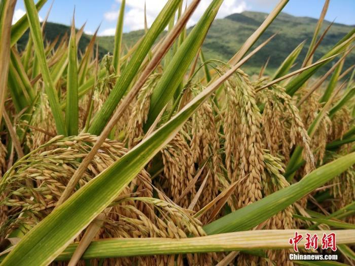 水稻資料圖。<a target='_blank'  data-cke-saved- >中新社</a>記者 王曉斌 攝